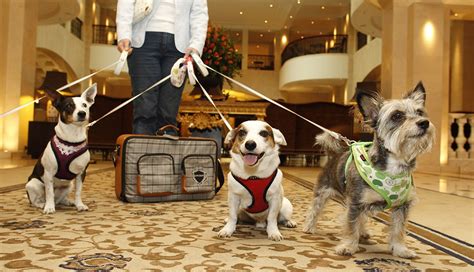 hoteles que aceptan mascotas en puebla|LOS 10 MEJORES hoteles que admiten mascotas en Puebla .